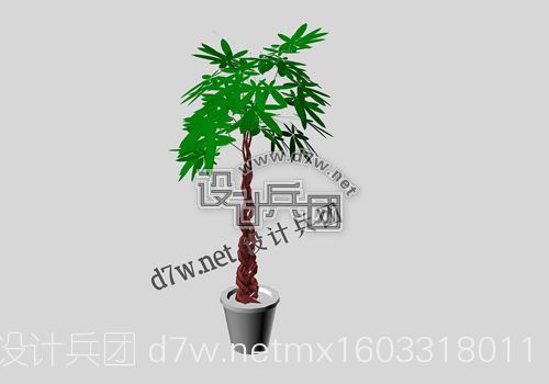 d7w.net发财树.jpg