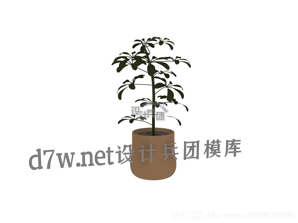 d7w植物23.jpg