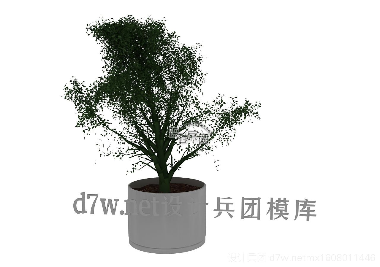 d7w植物24.jpg